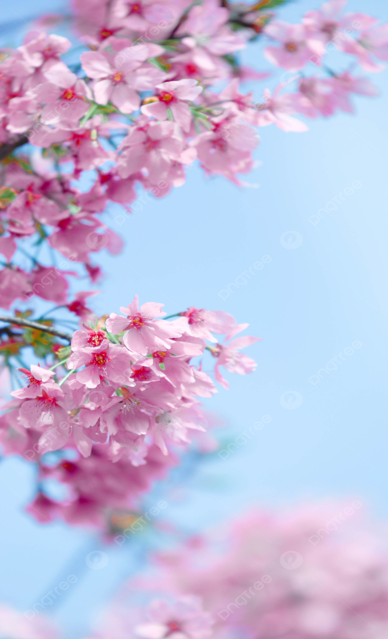 C:\Users\dells\OneDrive\Робочий стіл\Картинки\pngtree-sakura-vertical-spring-photography-picture-cherry-blossom-pink-phone-wallpaper-picture-image_1342870.jpg